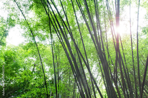 Bamboo trees in the rainforest