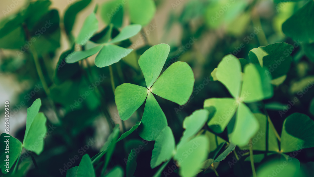clover leaves on green background clover leaves on green background