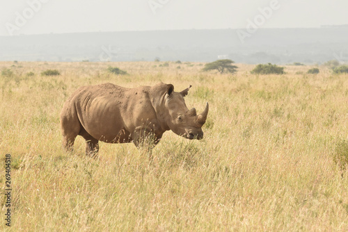 black rhino in nairobi national park kenya africa