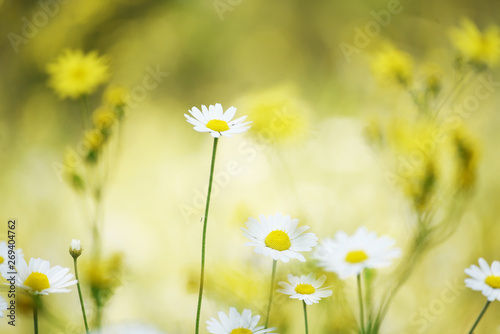 Delicate daisy flowers on the meadow on a sunny day. Soft gentle photo with selective focus.