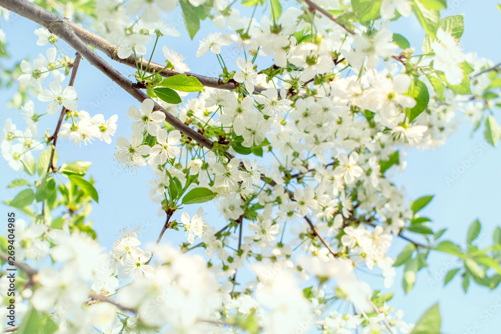 Branches of beautiful white flowers of cherry and young leaves . Blooming garden background.