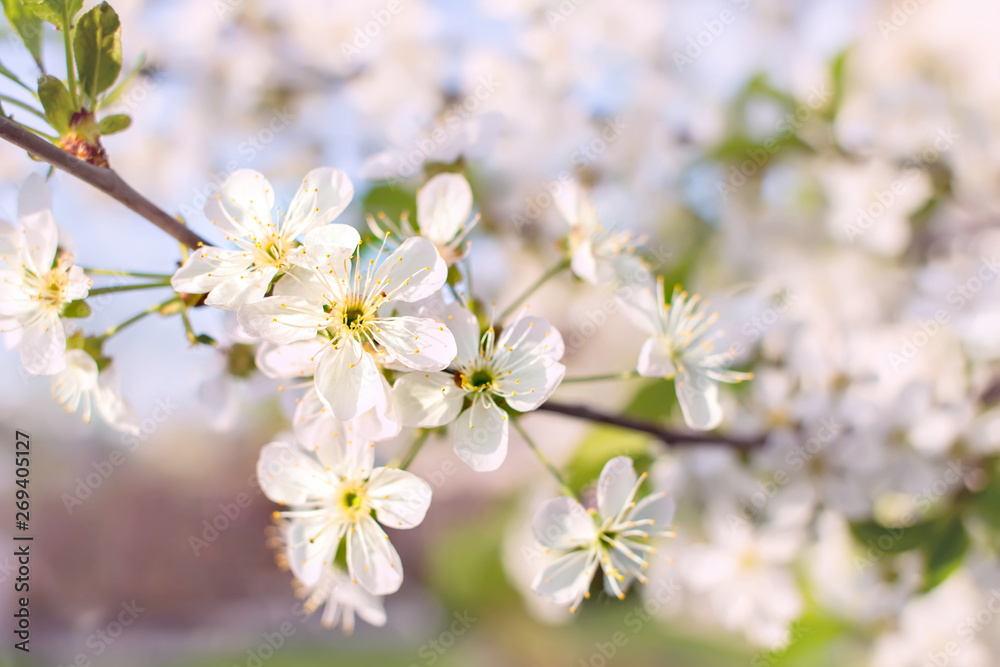 Soft focus branches of cherry blossoms. Blooming garden background.