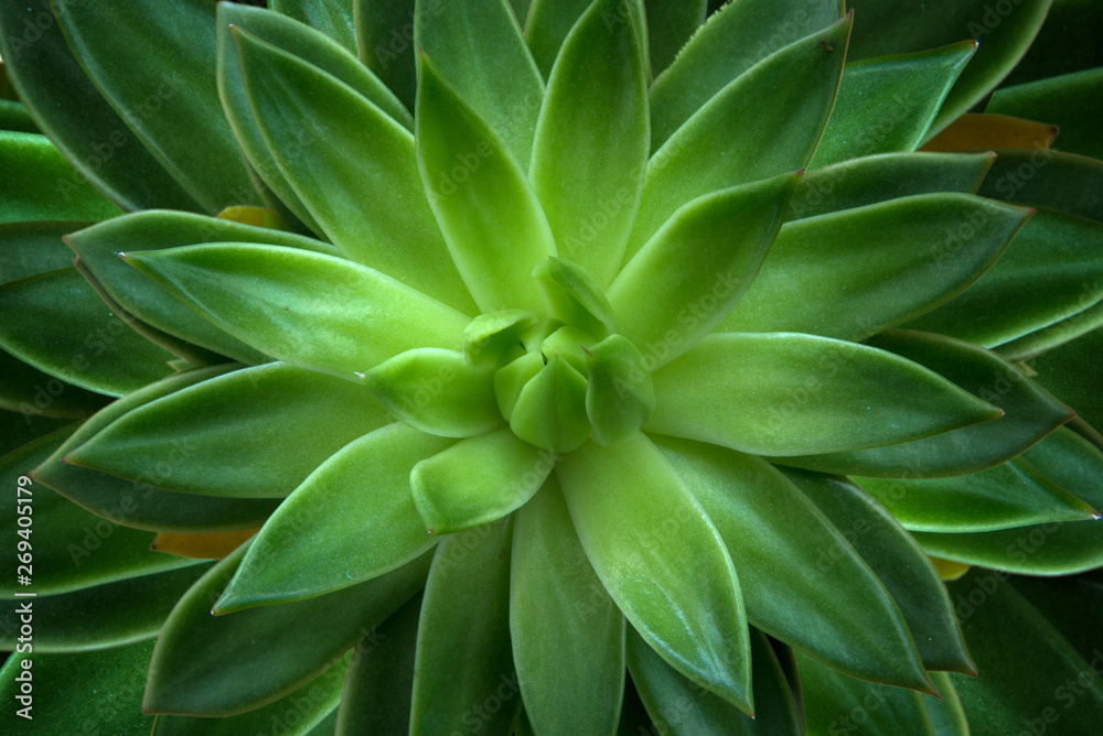 Echeveria Echeveria