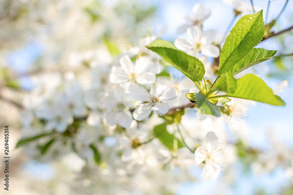 Fototapeta premium Soft focus branches of cherry blossoms. Nature background .
