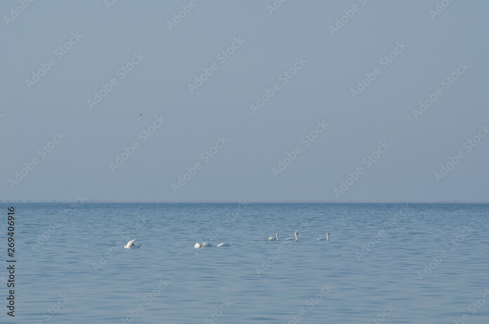 A flock of white swans swims in the distance in the bay. On a blue sky background and water.