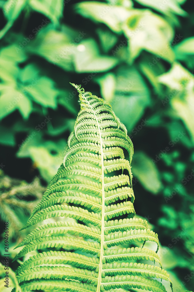 Φωτογραφία branch of a growing fern in a green garden. toned photo