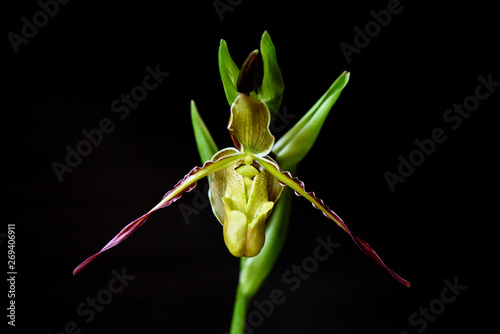 Close up of Phragmipedium longifolium, Rare Orchid photo
