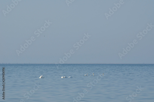 A flock of white swans swims in the distance in the bay. On a blue sky background and water.