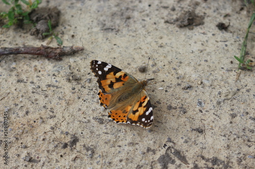 Butterfly mournage sits on stony ground