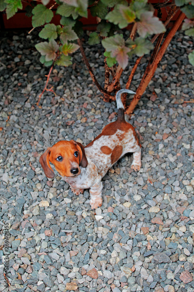 dachshund puppy portrait stone background dachshund puppy portrait stone background