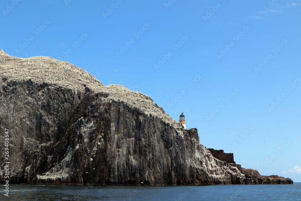 Bass Rock and it's colony of gulls.