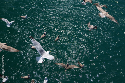  view looking down at seagulls swooping above the sea
