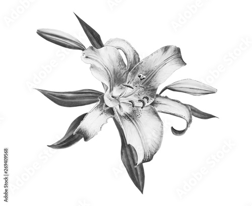 Beautiful black and white lily composition. Floral print. Marker drawing. Watercolor painting. Wedding and birthday festive composition. Greeting card. Painted background. Hand drawn illustration.