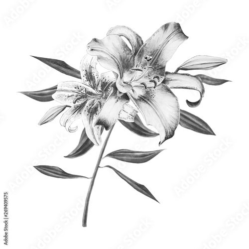 Beautiful black and white lily composition. Floral print. Marker drawing. Watercolor painting. Wedding and birthday festive composition. Greeting card. Painted background. Hand drawn illustration.