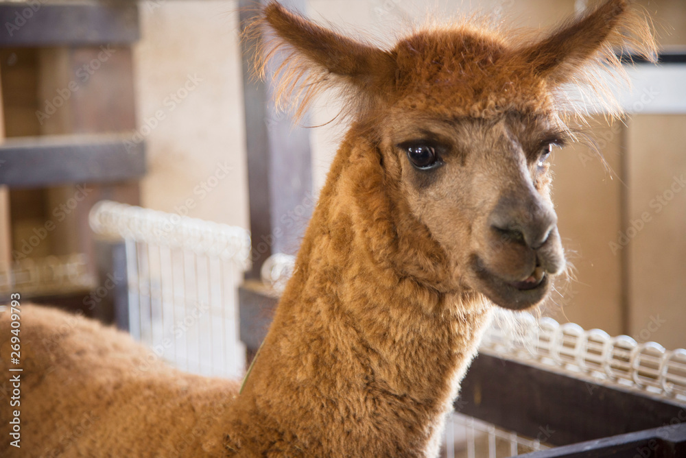 Obraz premium アルパカ