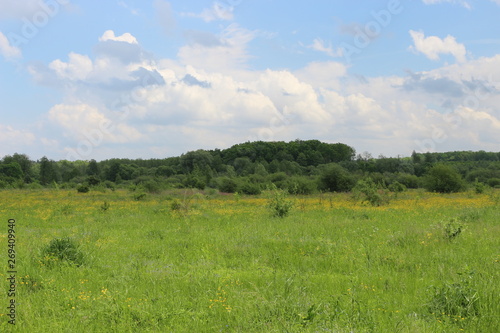  Flowers and grass growing in the summer meadow