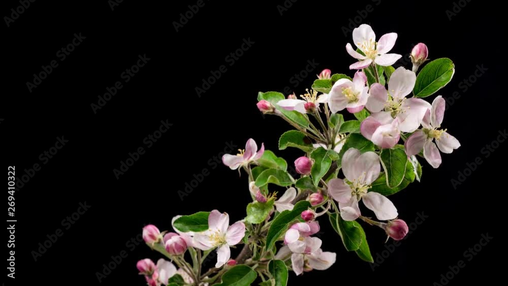 Spring time lapse of beautiful flowers blooming on apple tree branch on black background