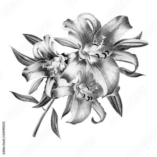 Beautiful black and white lily composition. Floral print. Marker drawing. Watercolor painting. Wedding and birthday festive composition. Greeting card. Painted background. Hand drawn illustration.