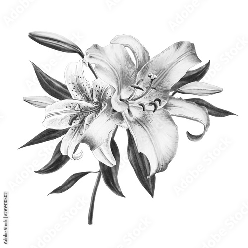 Beautiful black and white lily composition. Floral print. Marker drawing. Watercolor painting. Wedding and birthday festive composition. Greeting card. Painted background. Hand drawn illustration.