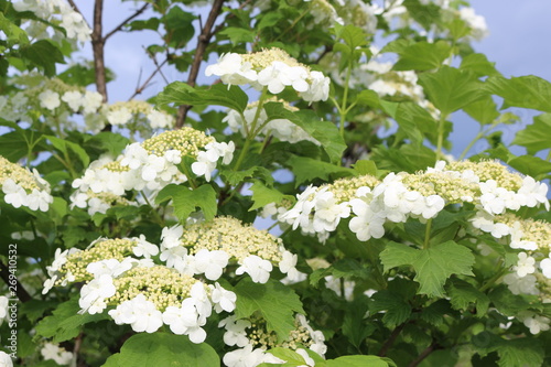  White flowers bloom on a bush of viburnum in spring