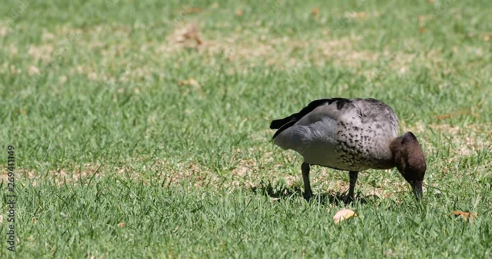 Male Australian Wood Duck, Chenonetta jubata, grazing 4K Male Australian Wood Duck, Chenonetta jubata, grazing 4K