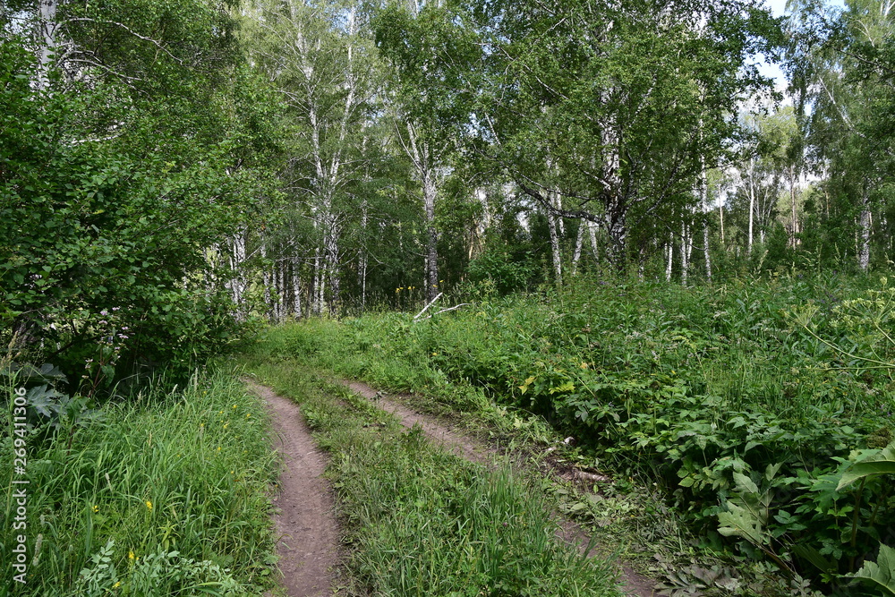 path in forest path in forest
