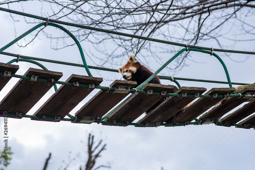 Red Panda Rope Bridge Lesser Panda relaxing himself on a suspension bridge over a walking ...
