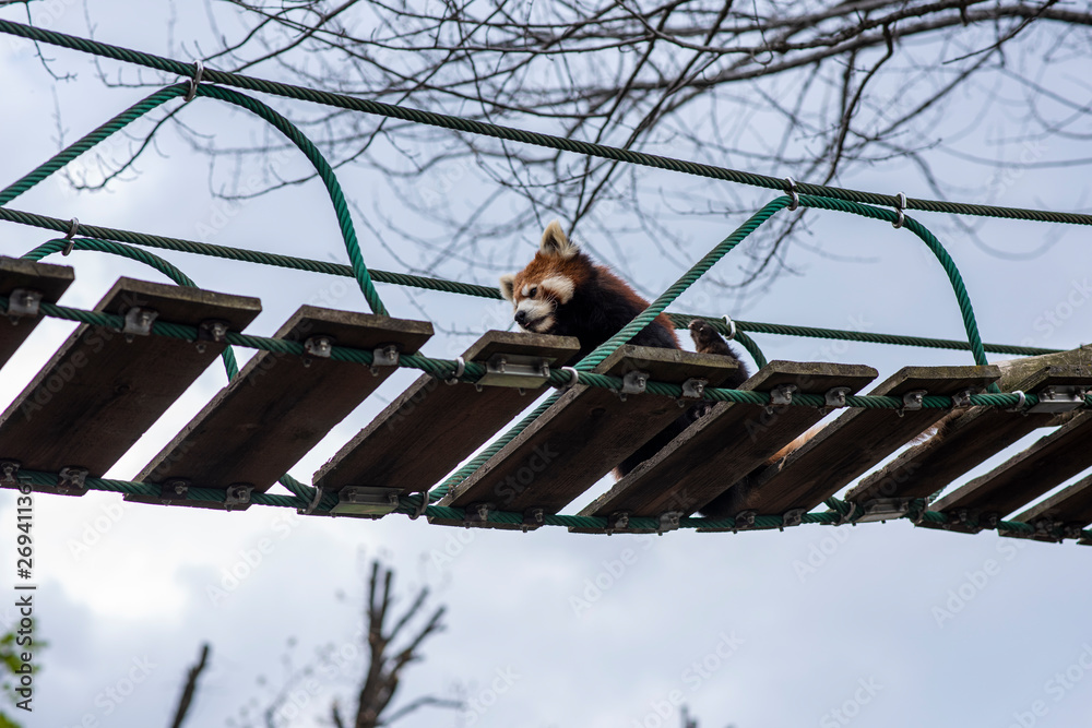 Lesser Panda relaxing himself on a suspension bridge over a walking path connects the lesser pandas' enclosing.