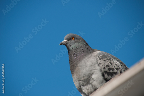 Serious pigeon