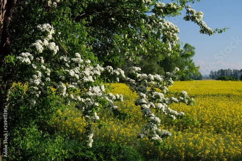 Fototapeta Naklejka Na Ścianę i Meble -  Rape field and blooming tree with white flowers - Poland, Zulawy, Mokry Dwor