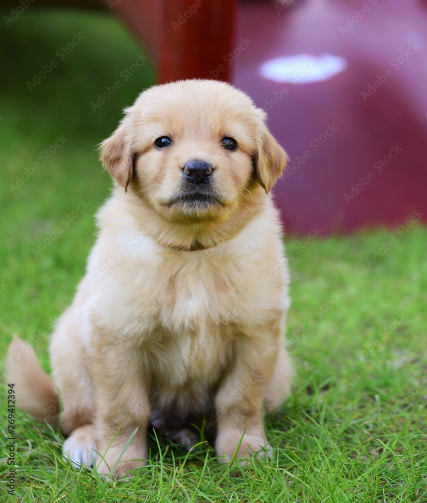 cute puppy dog lover hundewelpen hoverwart blond tierbabys haustier hund vierbeiner welpe wachhund familienhund kind schwarz dunkel pfoten tapsig outdoor tierportrait cute puppy dog lover hundewelpen hoverwart blond tierbabys haustier hund vierbeiner welpe wachhund familienhund kind schwarz dunkel pfoten tapsig outdoor tierportrait