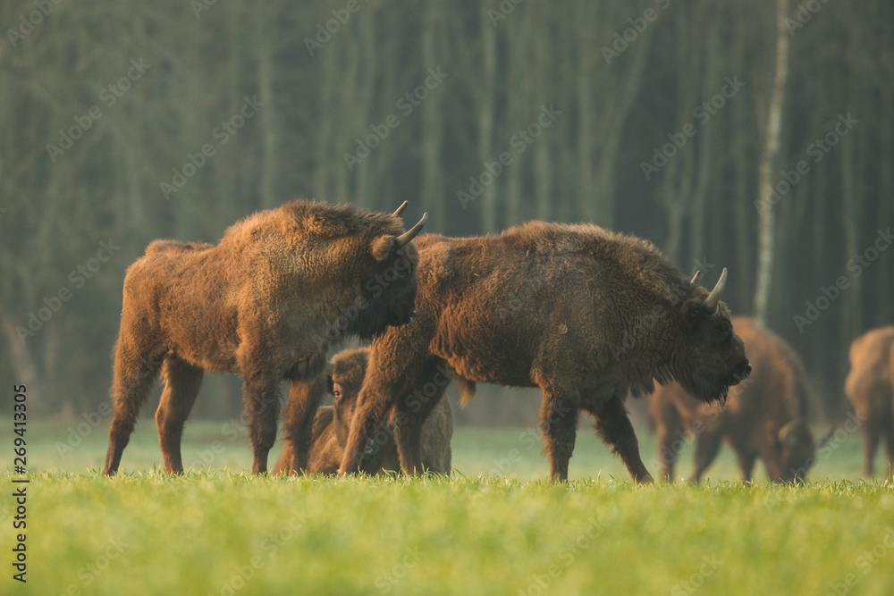European bison - Bison bonasus in the Knyszyn Forest (Poland) European bison - Bison bonasus in the Knyszyn Forest (Poland)