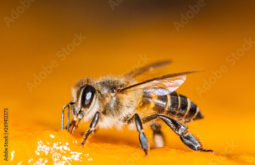 Macro shot of bees Sweet drink
