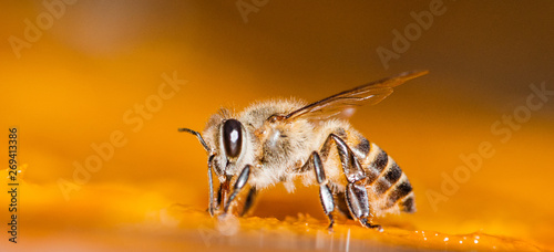 Macro shot of bees Sweet drink