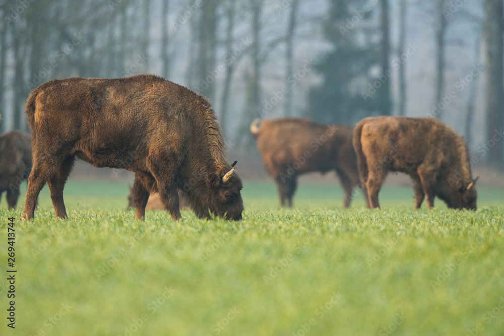 European bison - Bison bonasus in the Knyszyn Forest (Poland) European bison - Bison bonasus in the Knyszyn Forest (Poland)