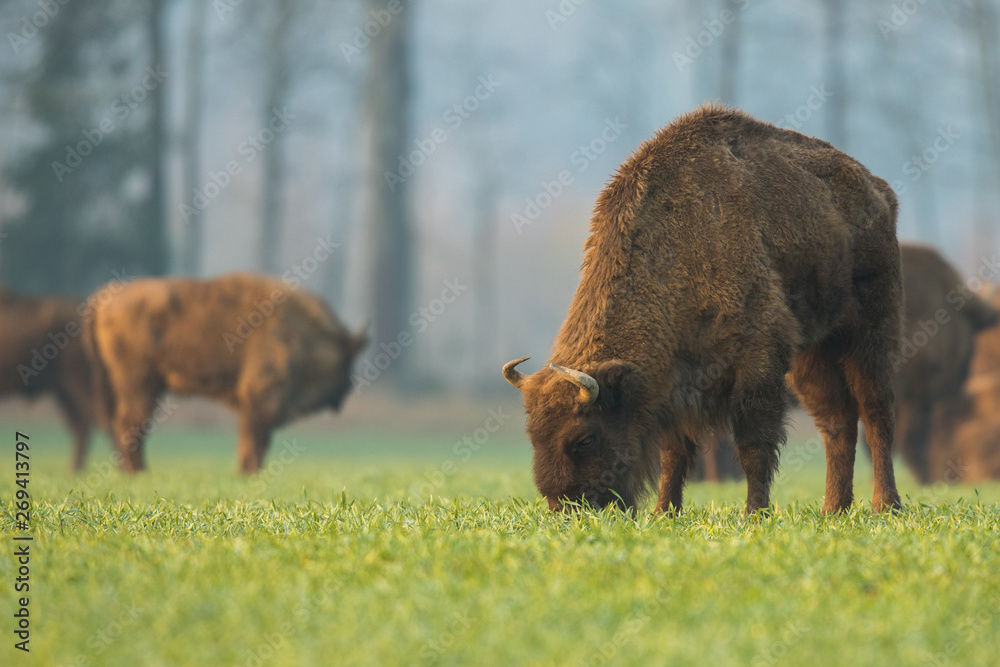 European bison - Bison bonasus in the Knyszyn Forest (Poland) European bison - Bison bonasus in the Knyszyn Forest (Poland)