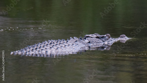 Crocodile in Water