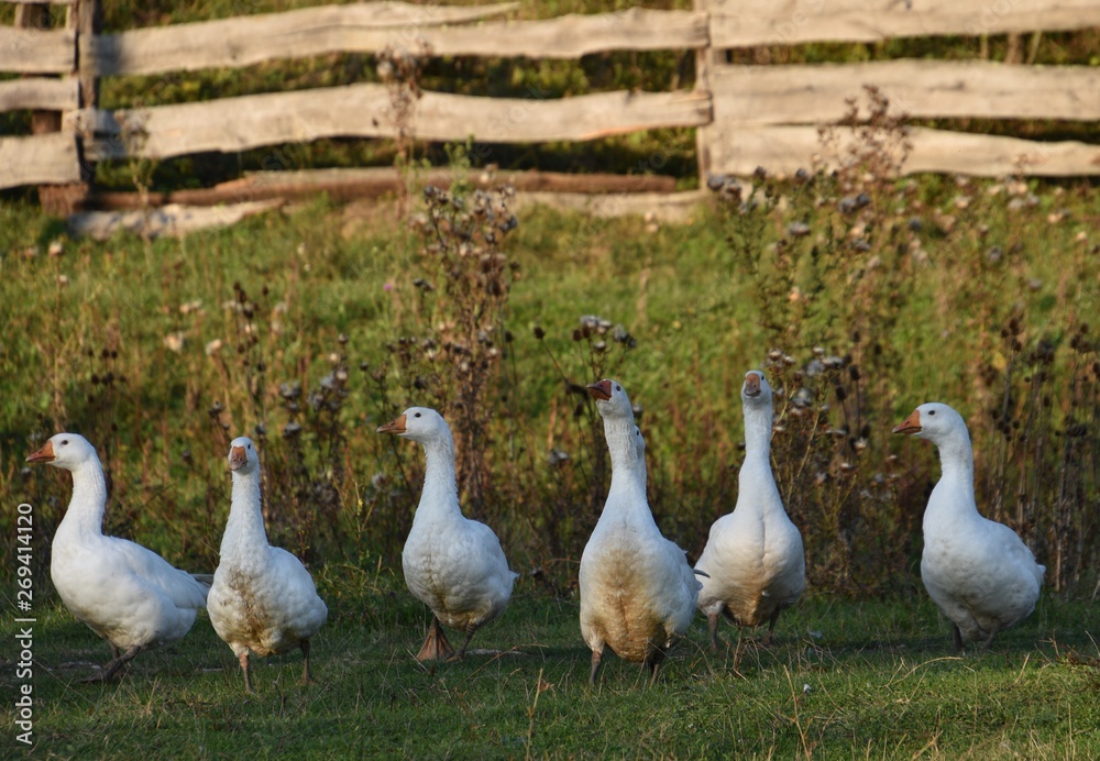 Domestic white gems and gray geese came out to feed on the background of an old board fence, grayed by time and rain Domestic white gems and gray geese came out to feed on the background of an old board fence, grayed by time and rain