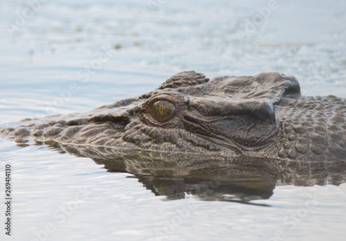 crocodile in water