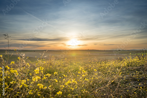 sunset with a yellow flowers