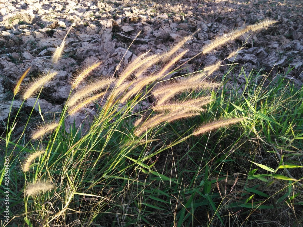 Grass in Thailand Grass in Thailand