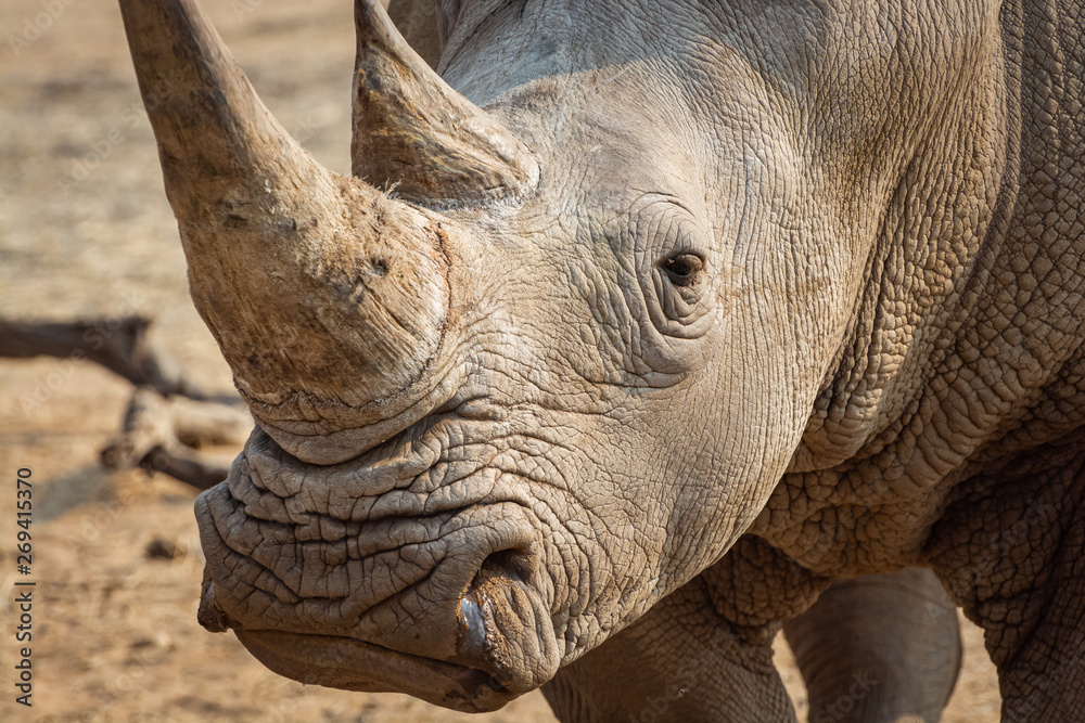 Fototapeta premium White rhino in the african nature 