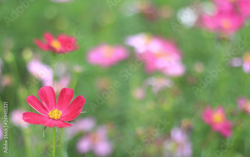 Cosmos flower in the garden. With space for add text.