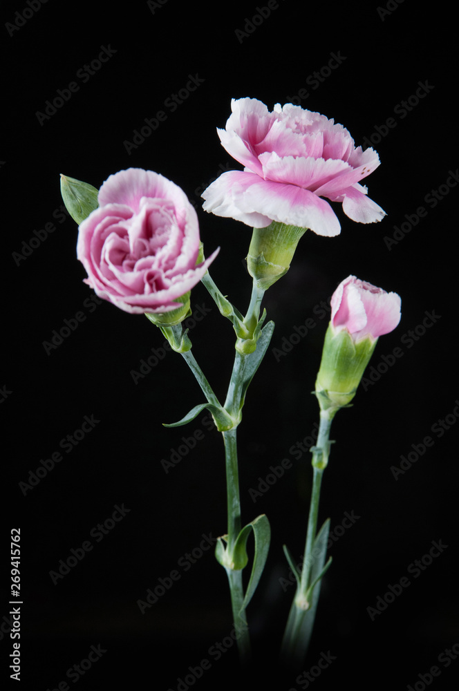 beautiful blooming carnation flower on a black background beautiful blooming carnation flower on a black background