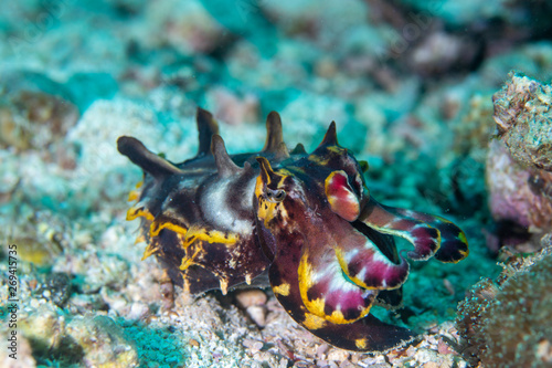 Flamboyant Cuttlefish walking on the sand. photo