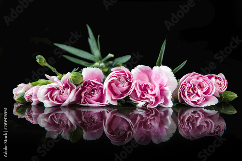 beautiful blooming carnation flower on a black background