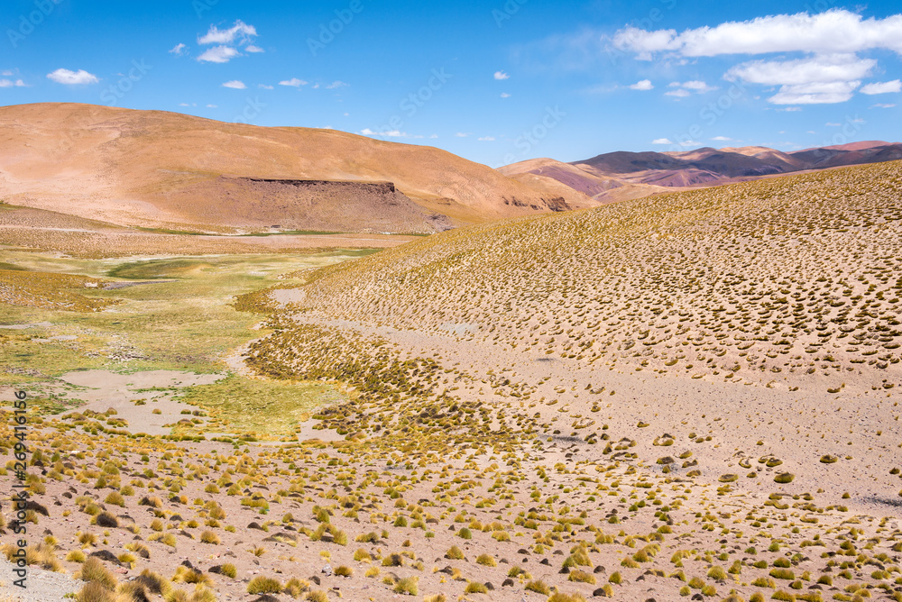 Puna grassland of Dry Puna, Argentina