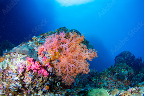 Wonderful and beautiful underwater in deep tropical sea and sun rays. Water texture in ocean with corals and tropical fish.