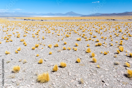 Puna grassland of Dry Puna, Argentina photo