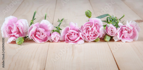 beautiful blooming carnation flower on a wood background